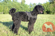 大型犬用多目的胴輪 大型犬用多目的胴輪