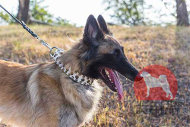大型犬用首輪(ホワイト) 大型犬用首輪(ホワイト)