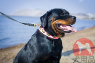 ロットワイラー向けの大型犬 ピンクカラー ロットワイラー向けの大型犬 ピンクカラー