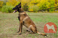 大型犬のマリノアにぴったり合うかっこいい首輪 大型犬のマリノアにぴったり合うかっこいい首輪