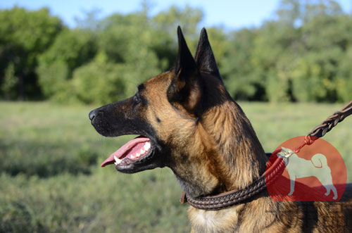 大型犬　首輪　インポート