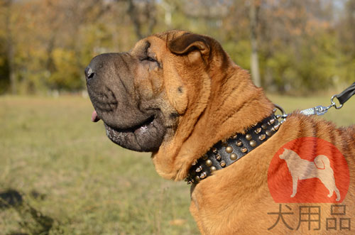 大型犬　首輪　かっこいい