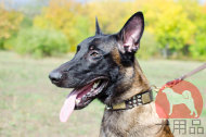 大型犬 首輪 かっこいいスタイル 大型犬 首輪 かっこいいスタイル