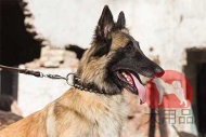 大型犬 首輪(丸型スタッズとスパイク) 大型犬 首輪(丸型スタッズとスパイク)