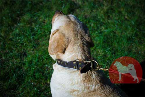 大型犬　首輪