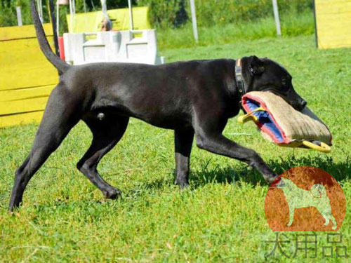 大型犬　トレーニング　スリーブ