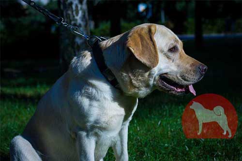 大型犬　首輪　おすすめ