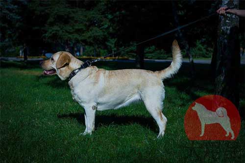 大型犬　首輪 おすすめ