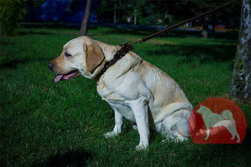 大型犬　おしゃれ　首輪