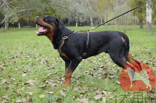 大型犬　ハーネス　おしゃれ