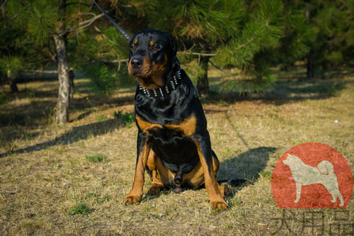 大型犬　首輪　広い