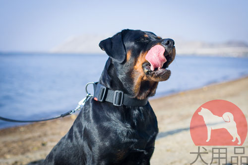 大型犬　首輪　海外