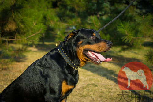 大型犬　首輪　かっこいい