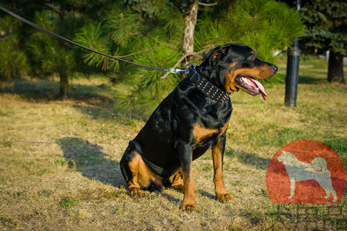 大型犬　首輪　ハンドクラフト