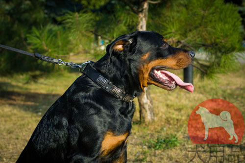 大型犬用首輪