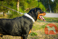 大型犬用首輪 白い革とスパイク 大型犬用首輪 白い革とスパイク