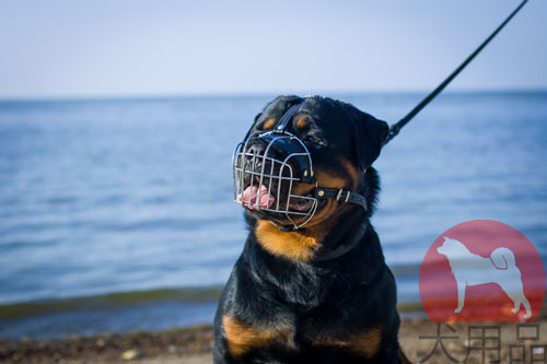 犬の口輪