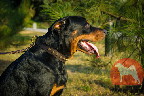 大型犬　首輪　高級