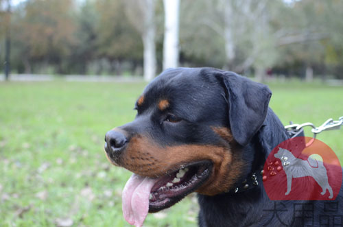 大型犬　首輪　かっこいい