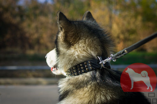 大型犬　首輪　幅広い