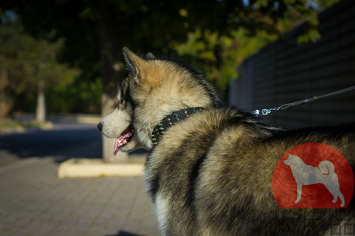 大型犬　首輪　かっこいい