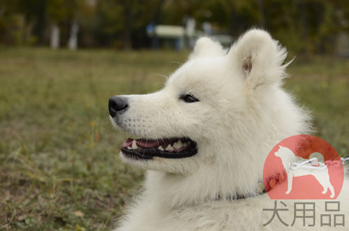 大型犬　首輪　サモエド