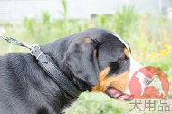 大型犬 毛切れしない本革首輪 大型犬 毛切れしない本革首輪