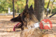 大型犬 首輪(ホワイト) 大型犬 首輪(ホワイト)