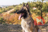 大型犬 首輪(ホワイト、スパイク) 大型犬 首輪(ホワイト、スパイク)