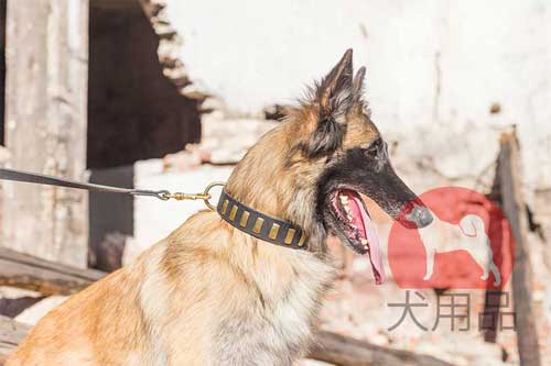 大型犬　首輪　革