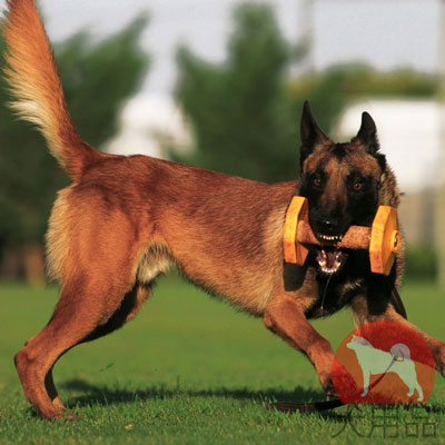 犬 トレーニング ダンベル