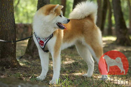 秋田犬　胴輪