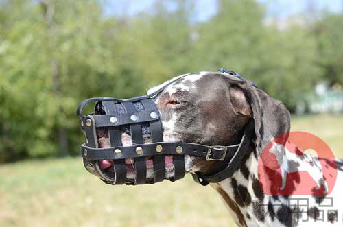 どんな犬口輪を選べばいい 犬用品 犬グッズ 犬訓練用具 犬用品通販 犬用品 犬グッズ 犬訓練用具 犬用品通販