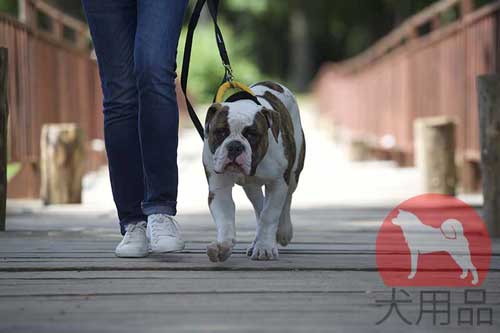 大型犬　ナイロン　首輪　ナイロン