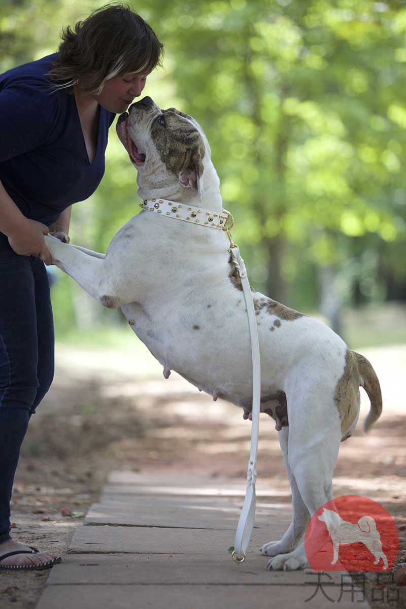 アメリカンブルドッグ 首輪 C57w 1113 White Leather Collar 4534 犬用品 犬グッズ 犬訓練用具 犬用品通販 犬用品 犬グッズ 犬訓練用具 犬用品通販 アメリカンブルドッグ 首輪 C57w 1113 White Leather Collar 4534 犬用品 犬グッズ 犬訓練用具 犬用品通販 犬用品 犬グッズ 犬訓練用具 犬用品通販