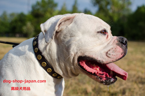 犬　首輪　アメリカン・ブルドッグ