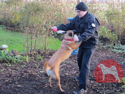 大型犬　噛むおもちゃ