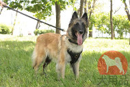 大型犬 ハーネス(Y型) 大型犬 ハーネス(Y型)