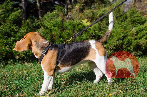 小型犬用ハーネス　海外