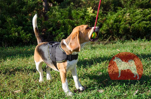 小型犬　ハーネス　ナイロン