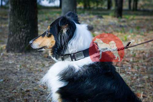 犬　首輪　かっこいい