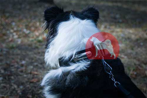 犬　首輪　ネームプレート