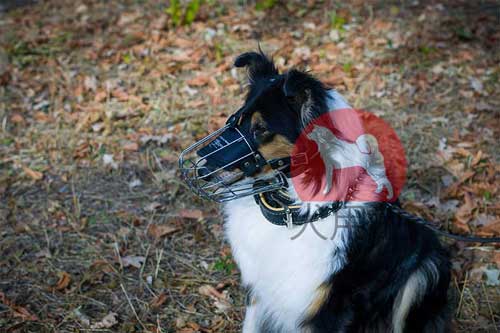 犬の口輪