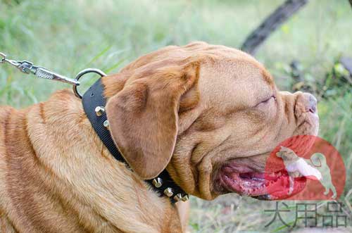 大型犬　首輪　ナイロン