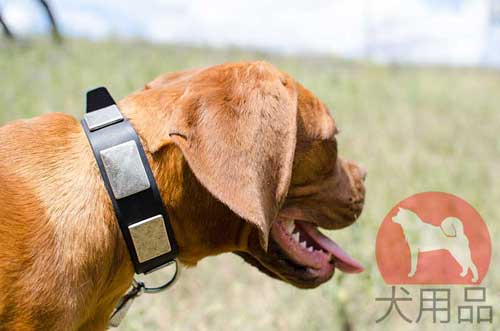 犬　首輪　おしゃれ