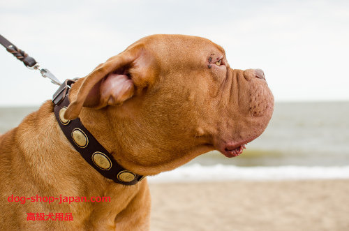 犬　首輪　大型犬