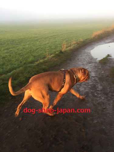 大型犬用ハーネス