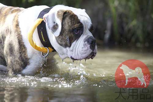 犬　アウトドア　首輪