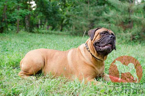 大型犬　首輪