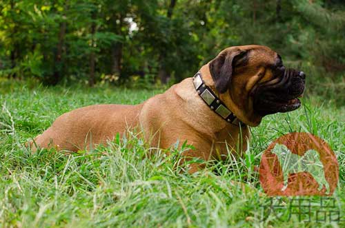 大型犬　首輪